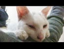 ボロボロの白い子猫、保護された日