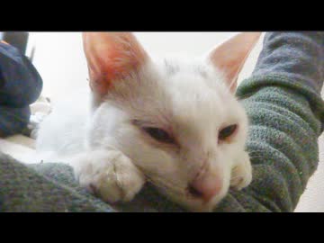 ボロボロの白い子猫、保護された日