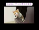 保護預かり直後の子猫□