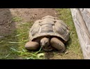 【城山動物園】ユメヤちゃんのスローフードタイム【アルダブラゾウガメ】
