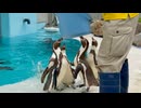 【小諸市動物園】ペンギンたちのお食事&ダイブ【スローモーション】