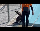 【東武動物公園】ニコリちゃんの初級トレーニングタイム【ミナミアメリカオットセイ】
