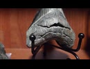 【化石収集】初めてのメガロドン歯化石購入を考えている方へ！補修の簡単な見分け方！【コレクション】