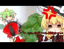 第３４話Mr.バジルの副業でゆっくりバジル栽培始めてみた。