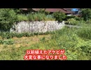 アライグマてめーこの野郎！！
