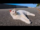 会うと必ず挨拶してくる猫