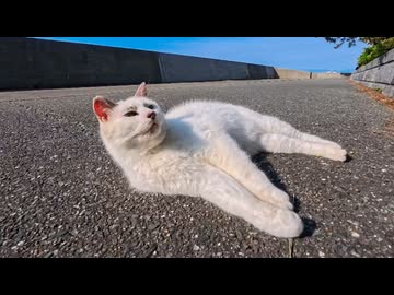 会うと必ず挨拶してくる猫