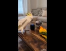 アイノウ