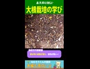 大根栽培の学び。春大根は難しい…