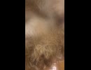 セブンイレブンの50%以上感謝盛りの中華蕎麦とみ田監修のデカ豚ラーメンアブラ増極太麺ワシワシを切りました。　#セブンイレブン　#とみ田　#デカ豚　#ラーメン　#中華蕎麦