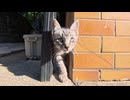 漁港の街の路地裏で子猫の兄弟と出会った