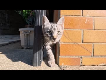 漁港の街の路地裏で子猫の兄弟と出会った