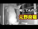いつもと違う行動…【元野良猫】【野良猫】
