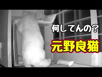 いつもと違う行動…【元野良猫】【野良猫】