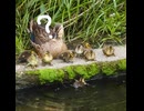 1羽だけ落ちたヒナ、めっちゃ見られてしまう□