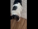 おくちゃんと少し散歩した