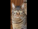 扉を開けたら外に出るパターンのゆき