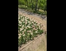 チューリップ畑の一角へ 国営アルプスあづみの公園にて