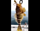 ダイソーのタイラバが優秀すぎて、もはや高級魚の天敵な件について