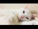 ウチューネコ、ウチューに還る