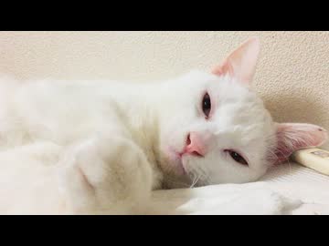 ウチューネコ、ウチューに還る