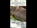 【うさぎ 5歳】乾燥野菜