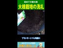 春の大根栽培の洗礼