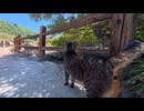 地獄の案内猫