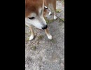 コメントで盛り上がろう□前世はおそらくサッカー選手だったさすけ君♫