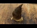 リアルたけのこの里を作ってみた