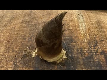 リアルたけのこの里を作ってみた