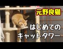 気まずくて 登っただけ？【元野良猫】