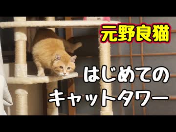 気まずくて 登っただけ？【元野良猫】