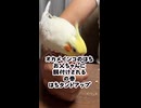※音量注意？ゼリーを貪るインコの謎マイルール（ただしベロが可愛い）