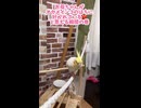 【ディスタンス皆無】呼ぶと限界突破してくるオカメインコのはち