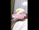 【悲報】インコ氏、顔面に付着した謎の物体と死闘を繰り広げる
