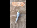 【プロの犯行】自力でハシゴを登り、バックで駐車する天才インコろく