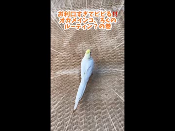 【プロの犯行】自力でハシゴを登り、バックで駐車する天才インコろく