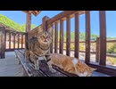 地獄案内猫たちの待機所…今日も猫たちは静かに次の案内を待っています