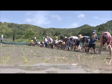 小学生が田植え体験　おととしはスズメの食害去年は大雨・・・今年こそは豊作願って　福岡