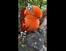 「あ！イワドリだ！」