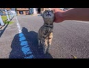 漁港で出会った猫ちゃん、頭を撫でようとすると伸び上がって撫でられてカワイイ