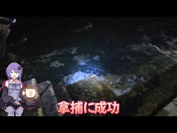 【VOICEROIDフィッシング・ササイカエギング】ササイカリベンジで思わぬ大物大漁
