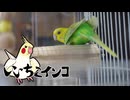 カメラを気にしないお尻（保護施設からお迎え8日目