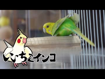 カメラを気にしないお尻（保護施設からお迎え8日目
