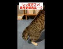 異常事態を察した猫