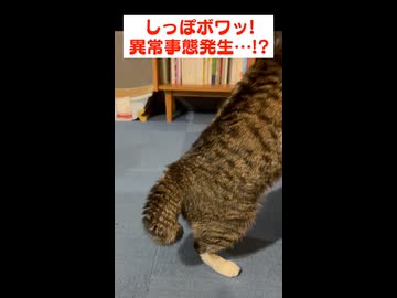 異常事態を察した猫