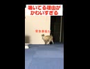 飼い主に甘えたい猫の行動がかわいすぎる