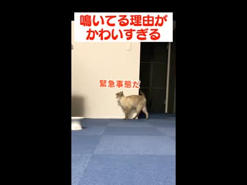 飼い主に甘えたい猫の行動がかわいすぎる