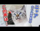猫語翻訳アプリで猫と会話してみたら意外な結果に…